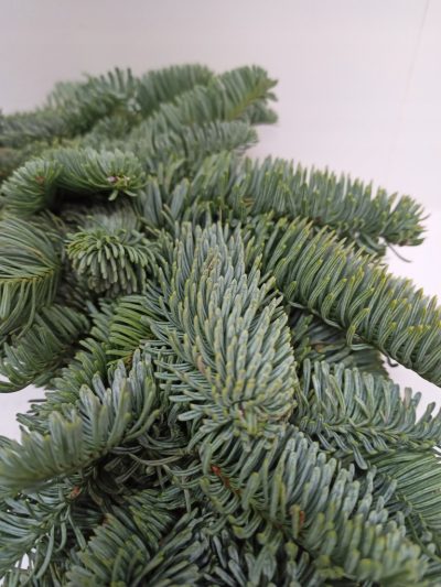 Wianek z jodły nobilis świąteczny żywy 50-55cm - obrazek 3